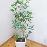 Room.No1 「フランスゴムの木」